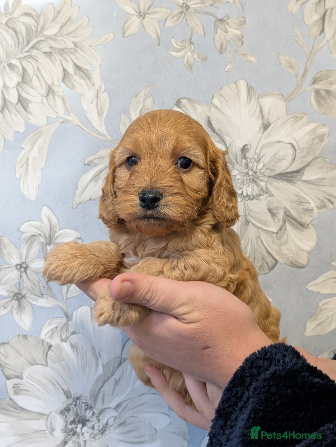 Cockapoo dogs for sale: Red show type cockapoo puppies DNA clear - Image 2