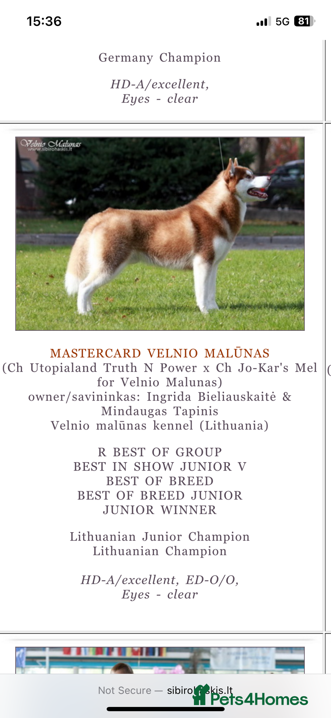 Siberian Husky dogs for stud: GOLDEN BOY PROVEN SIBERIAN HUSKY STUD!🏆🏆🏆 - Image 5