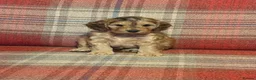 Cockapoo dogs for sale: Beautiful Cockapoo puppies x8 5 boys & 3 girls - Advert 6