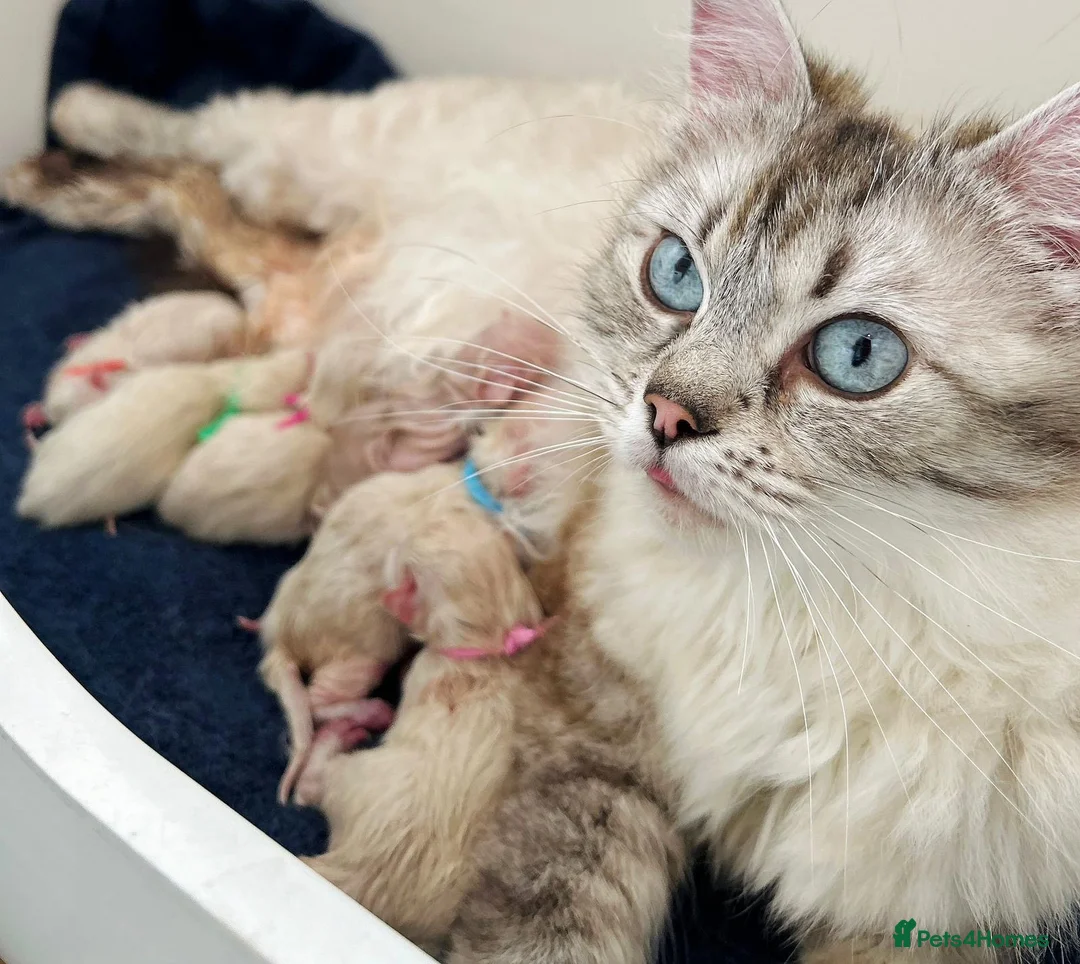 Ragdoll cats for sale: Blue Lynx Ragdoll kittens - Advert 1