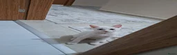 Khao Manee cats for sale: Khao Manee - Advert 1