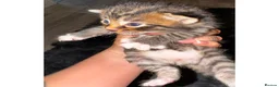 Mixed Breed cats for sale: 1 lovely, beautiful boy kitten for sale🩵 - Advert 2