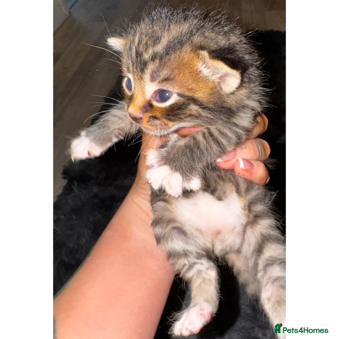 Mixed Breed cats for sale: 1 lovely, beautiful boy kitten for sale🩵 - Advert 2