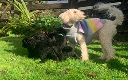 Cockapoo dogs for sale: Black Cockerpoo puppies  - Image 3