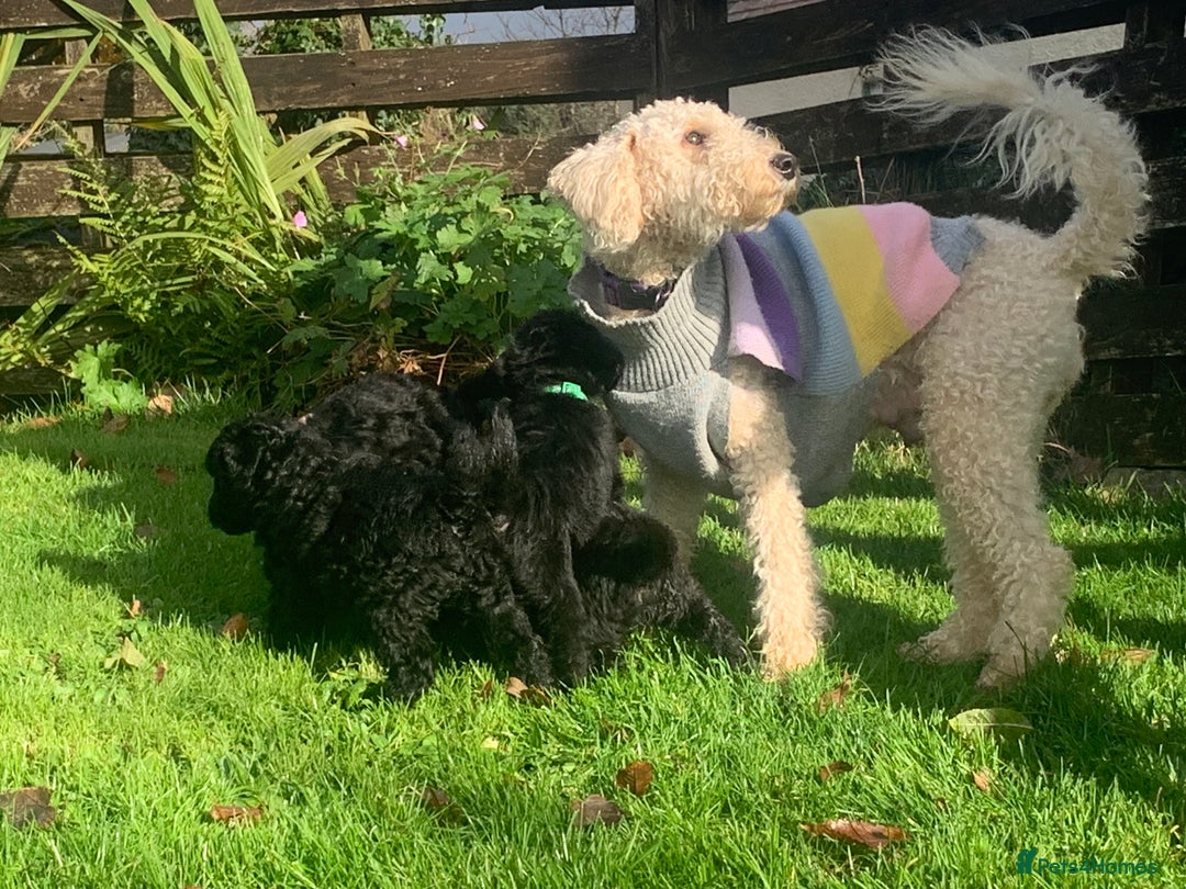 Cockapoo dogs for sale: Black Cockerpoo puppies  - Image 3