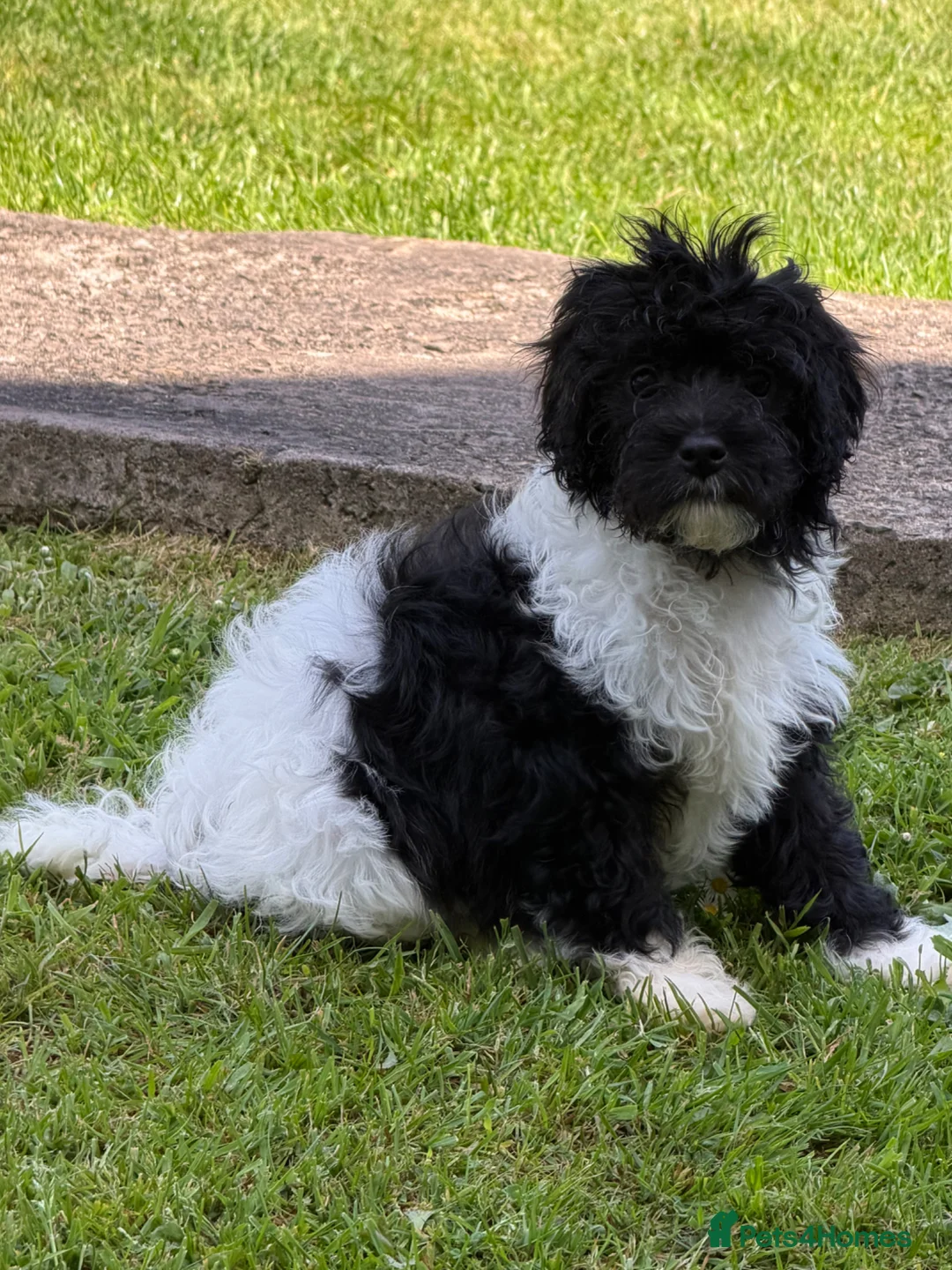 Cavapoo dogs for sale: REDUCED - Beautiful Cavapoo Boys 🐾 - Advert 2