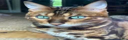 Bengal cats for sale: Mooshi & Summer – Bonded Pedigree Bengal & RB Pair - Advert 4