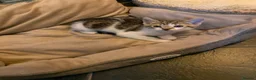 Mixed Breed cats for sale: Two nice kittens  - Advert 3