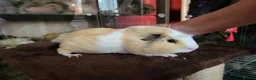 Guinea Pig rodents for sale: Guinea Pig Free to Good Home - Advert 4