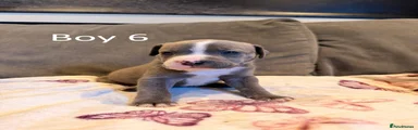 Staffordshire Bull Terrier Puppy 6