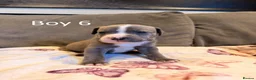 Staffordshire Bull Terrier dogs for sale: Staffy Puppies  - Advert 21