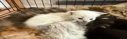Mixed Breed cats for sale: Kittens for sale and ready for their forever home  - Advert 6