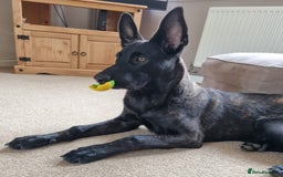 Belgian Shepherd Dog dogs for sale: 1 year old Dutch herder looking for a new home - Image 2