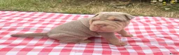 Shar Pei dogs for sale: KC REGISTERED RARE LILAC TAN SHAR-PEI - Advert 9