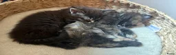 Maine Coon cats for sale: MaineCoon/Ragdoll 50/50 Cross (registered parents) - Advert 8