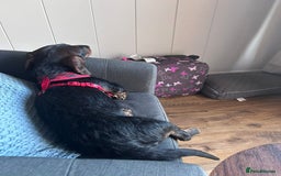 Miniature Dachshund dogs for stud: Miniature Long Haired Wired Dachshund  - Image 2
