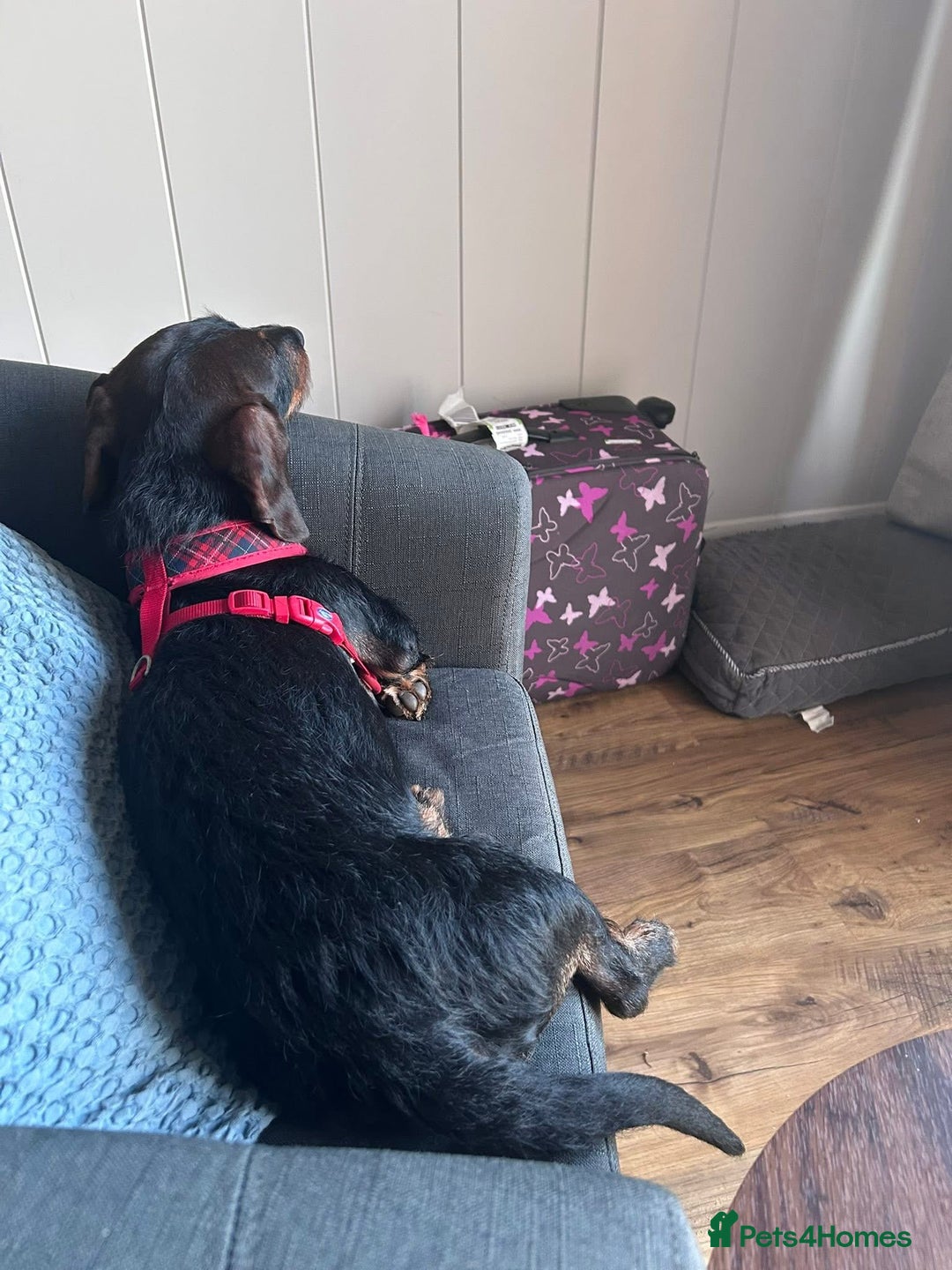 Miniature Dachshund dogs for stud: Miniature Long Haired Wired Dachshund  - Image 2