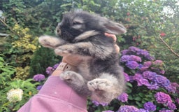 Angora rabbits for sale: 😍Large Angora babies- parents imported from 🇫🇷  - Image 15
