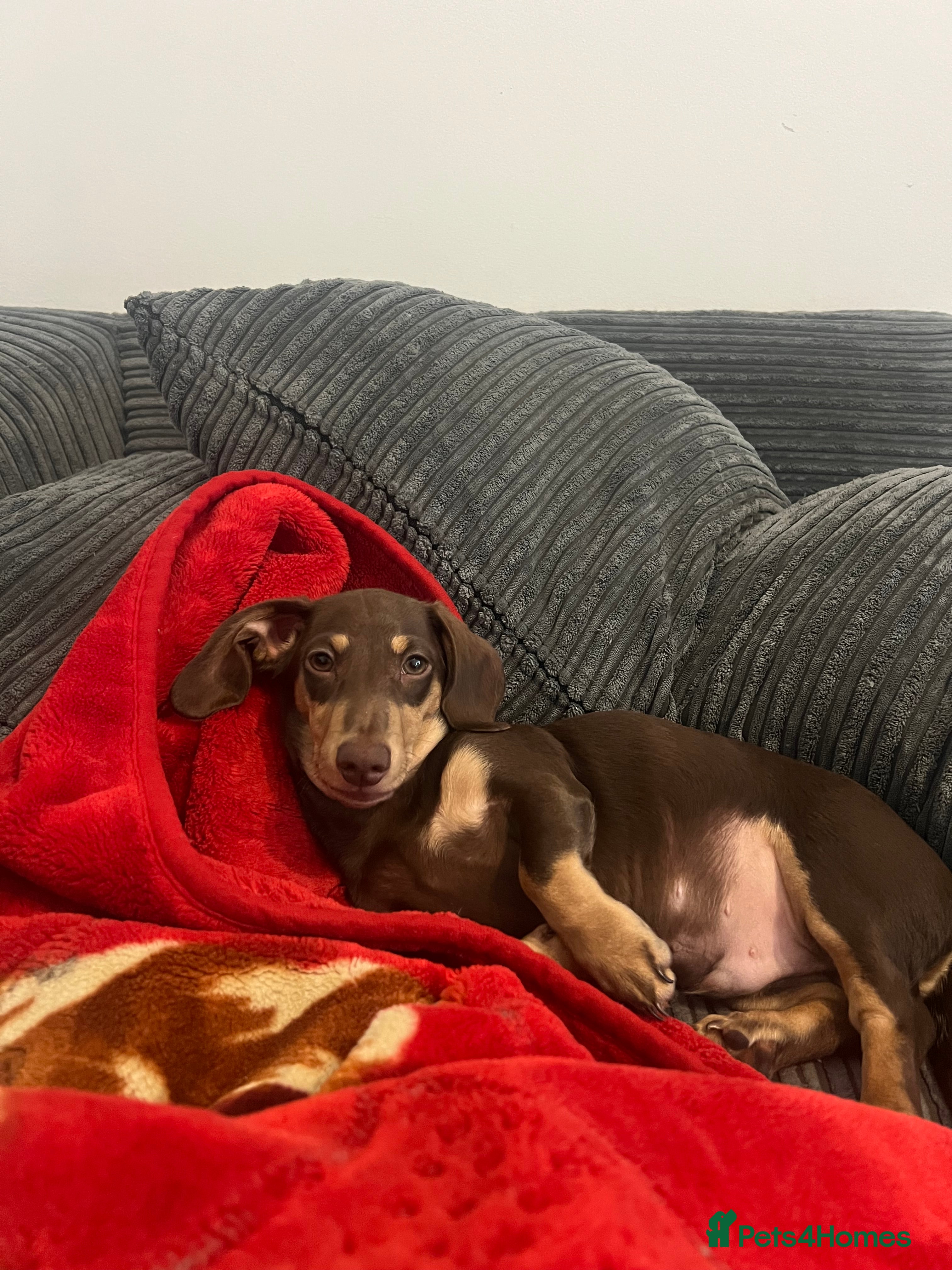 Dachshund dogs Milo  - Advert 1