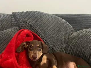 Dachshund dogs Milo - Advert 1