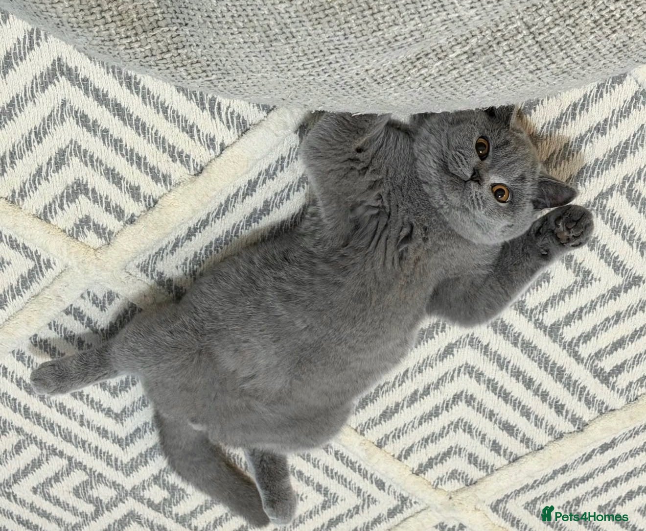 British Shorthair cats Champion GCCF active blue female  - Advert 2