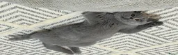 British Shorthair cats for sale: Champion GCCF active blue female  - Advert 2