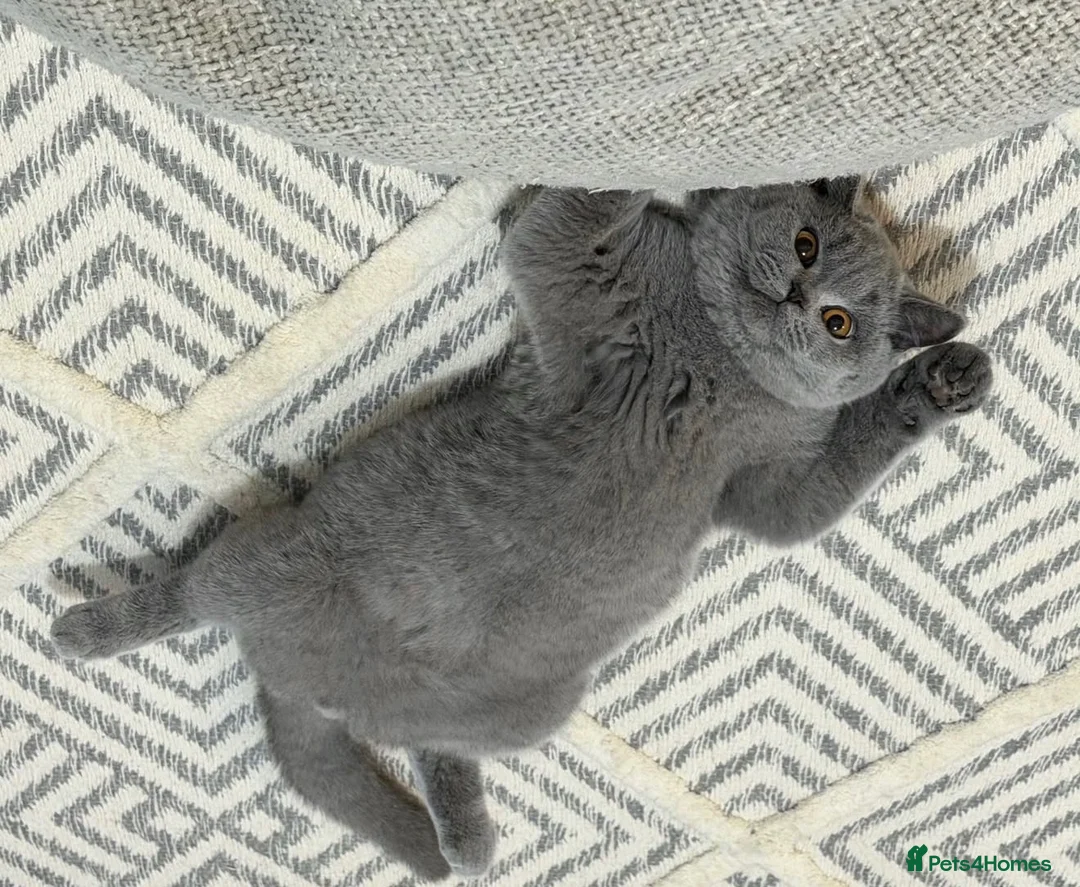 British Shorthair cats for sale: Champion GCCF active blue female  - Advert 2