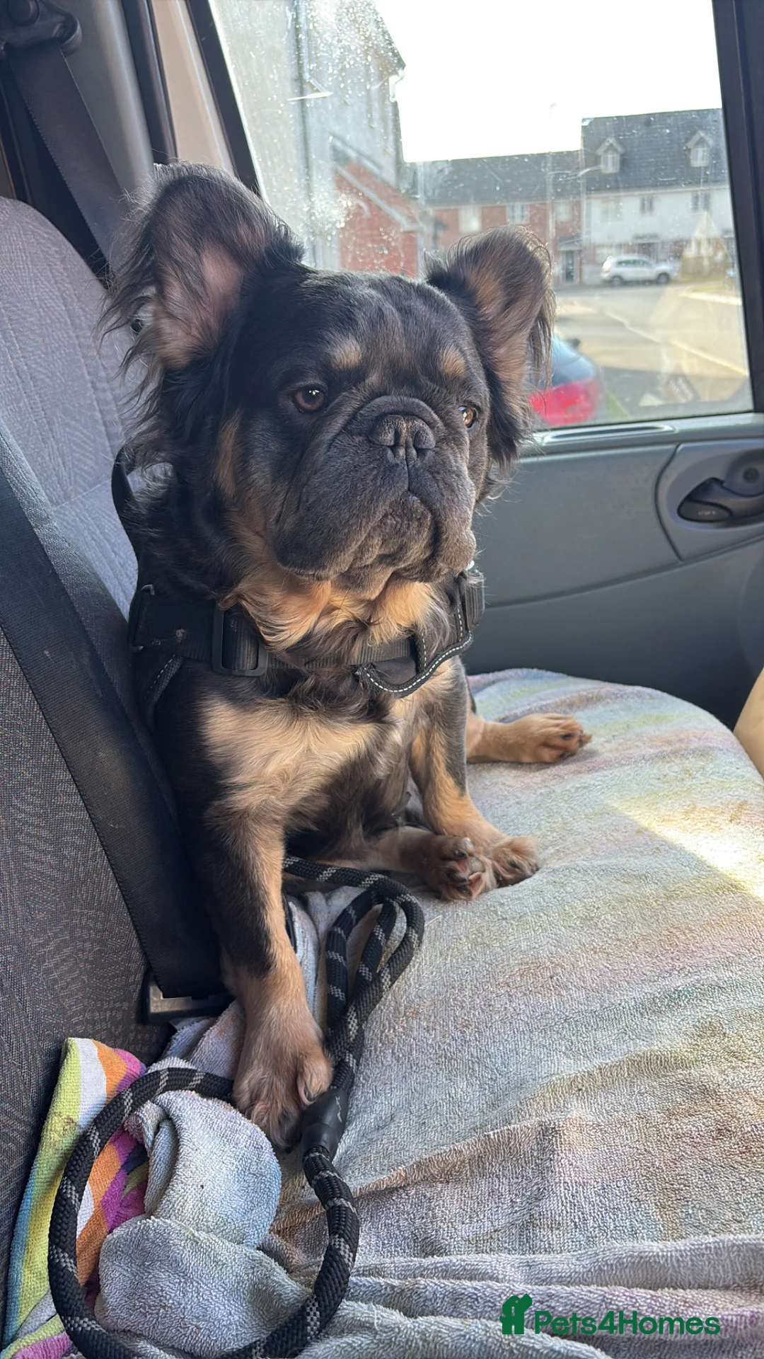 French Bulldog dogs for sale: Fluffy Frenchie  - Advert 1
