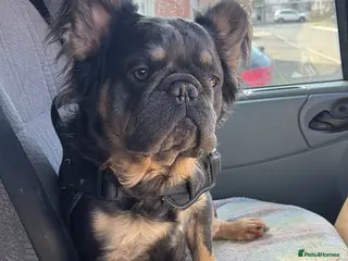 French Bulldog dogs Fluffy Frenchie - Advert 9