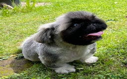 Pekingese dogs for sale: 🩵 KC reg Pekingese Puppy 🩵 - Image 7