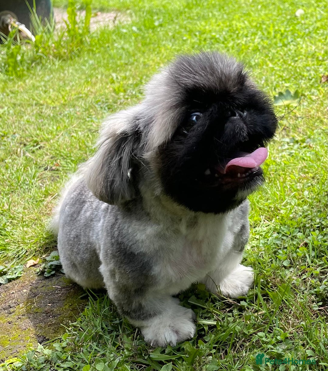 Pekingese dogs for sale: 🩵 KC reg Pekingese Puppy 🩵 - Image 7