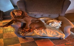 Cocker Spaniel dogs for sale: Cocker Spaniel Puppies looking for the best homes - Image 8