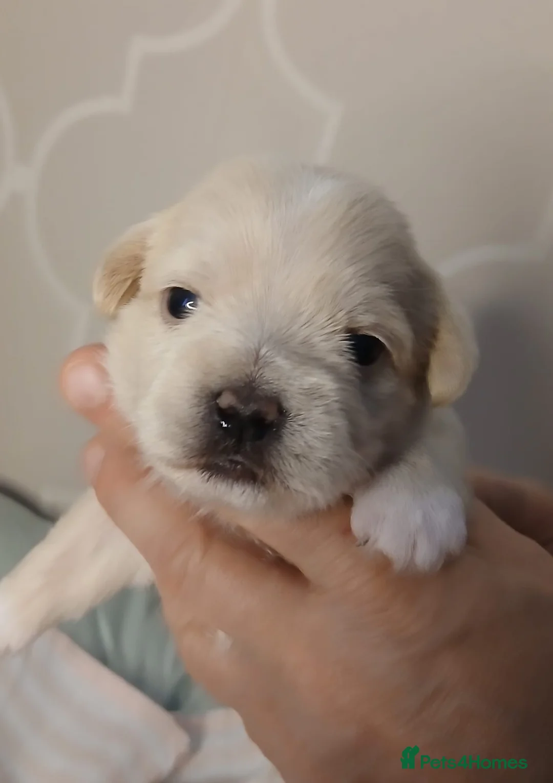 Mixed Breed dogs for sale: Luxury MauxiePoos This is CUTE OVERLOAD  - Advert 1