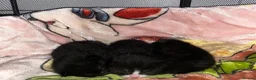 Mixed Breed cats for sale: Beautiful mix - Advert 4