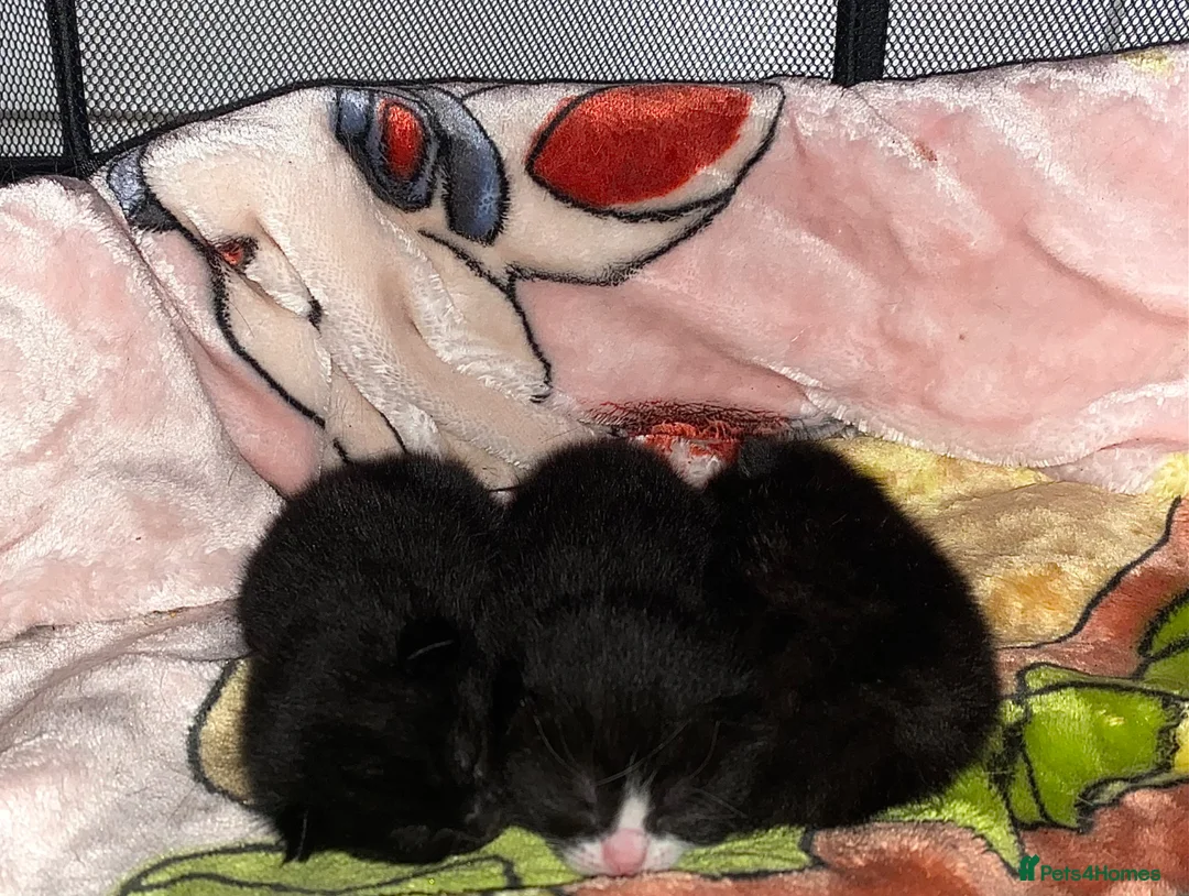 Mixed Breed cats for sale: Beautiful mix - Advert 4