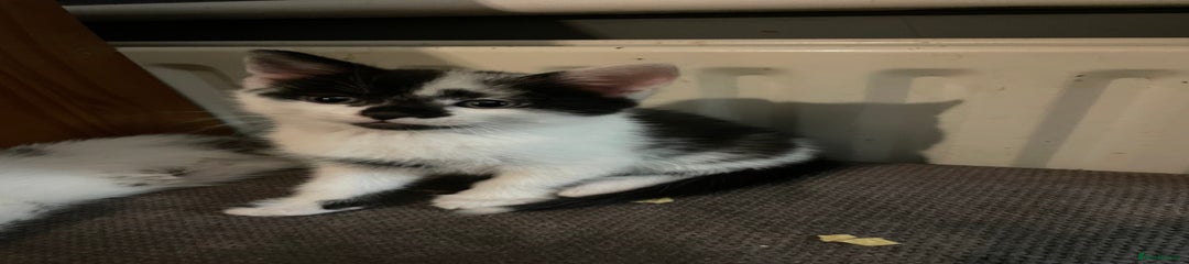 Mixed Breed Kitten 3