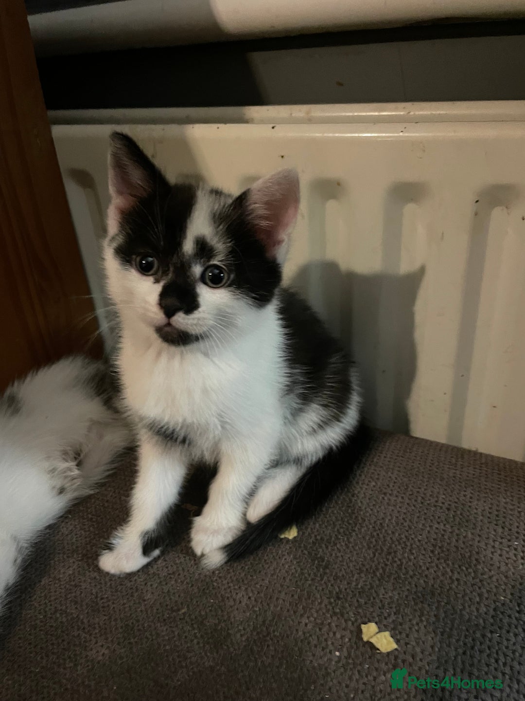 Mixed Breed cats for sale: Kittens looking for forever homes - Advert 3