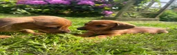 Miniature Dachshund dogs for sale: Kc reg pra clear - Advert 13