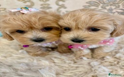 Maltipoo dogs for sale: ADORABLE F1 MALTIPOO PUPPIES DNA TESTED  - Image 4