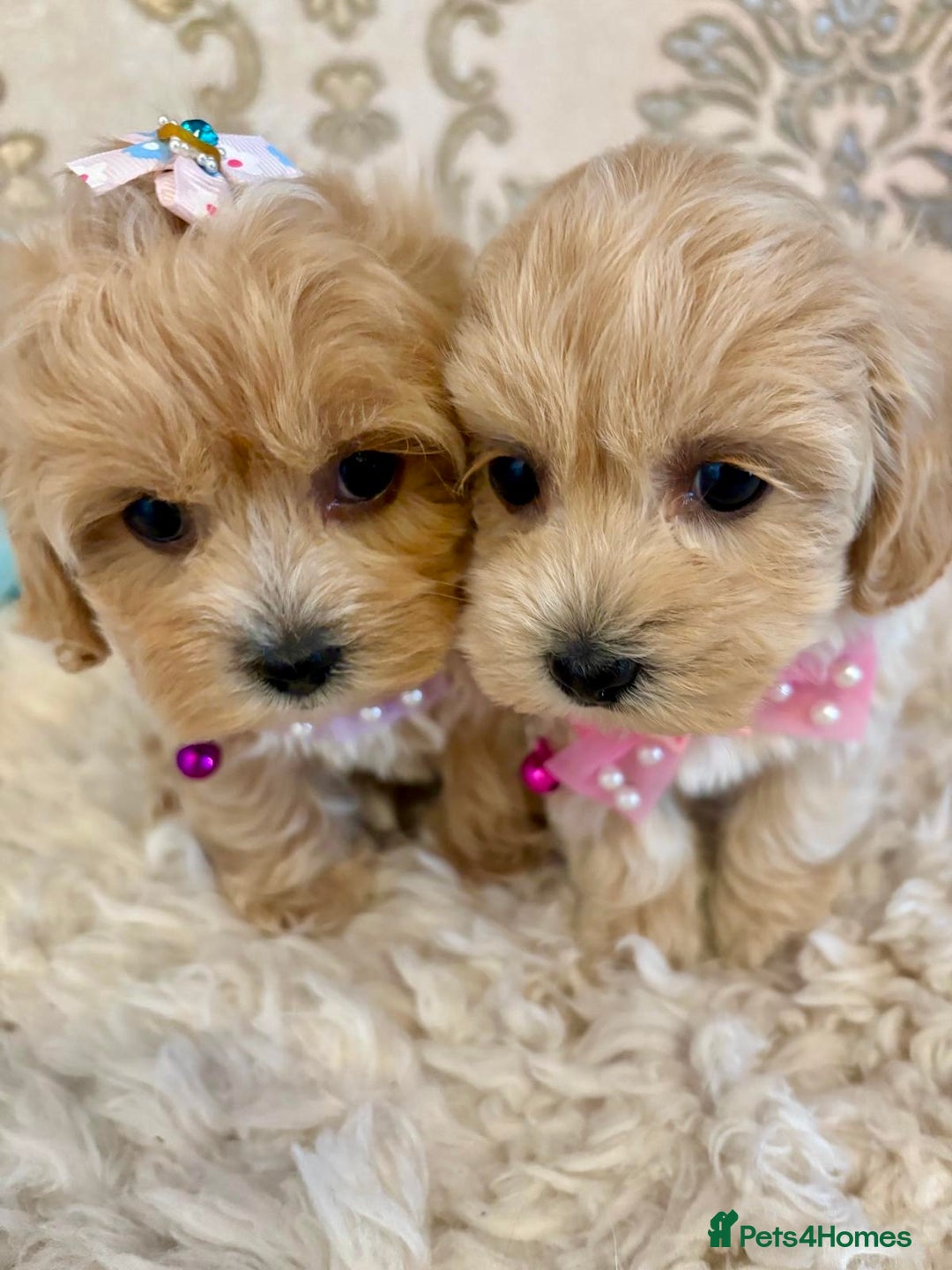 Maltipoo dogs for sale: ADORABLE F1 MALTIPOO PUPPIES DNA TESTED  - Image 4