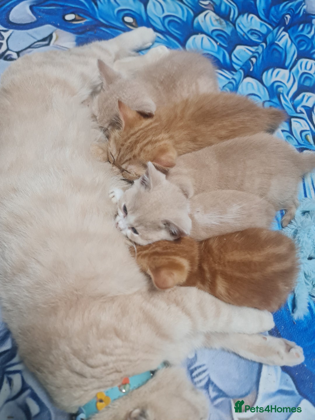 British Shorthair cats for sale: Beautiful BSH kittens from genetic tested parents - Image 1