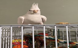 Cockatiels birds for sale: Female cockatiel - Image 3