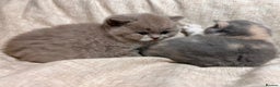 British Shorthair cats for sale: Multicolour GCCF Registered BSH kittens - Advert 11