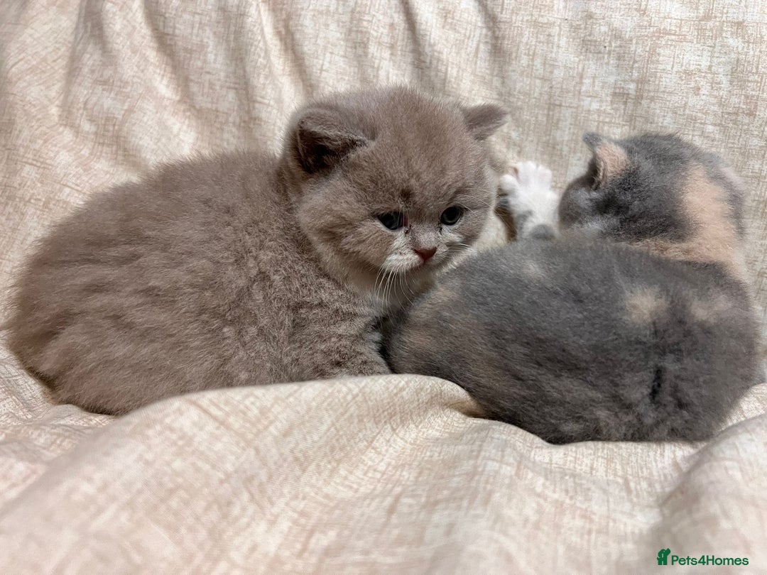 British Shorthair cats for sale: Multicolour GCCF Registered BSH kittens - Advert 11