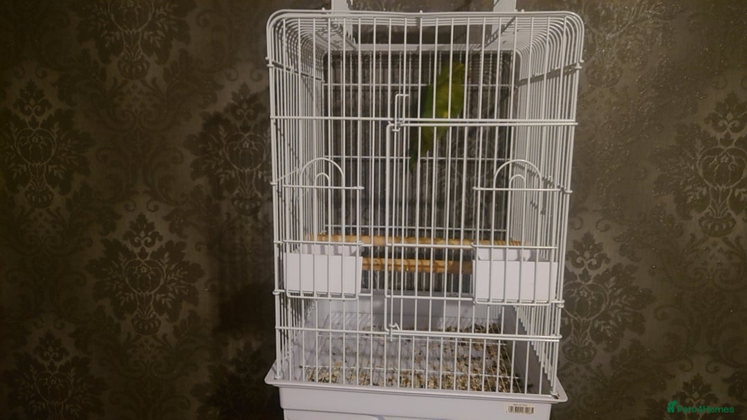 Ringnecks birds for sale: Ringneck read description  - Advert 2