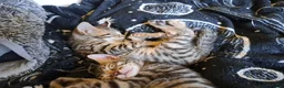 Bengal cats for sale: Snow lynx bengal kittens  - Advert 6