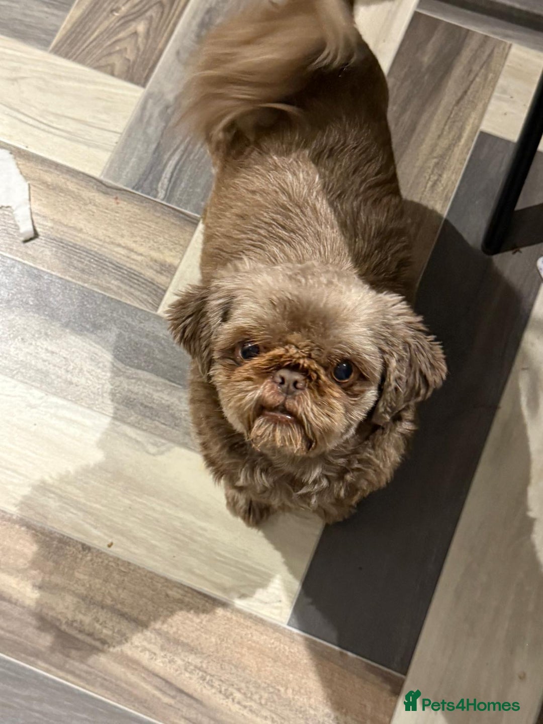 Shih Tzu dogs for sale: Stunning imperial Shih Tzu pups ready now - Image 14