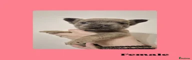 French Bulldog 4