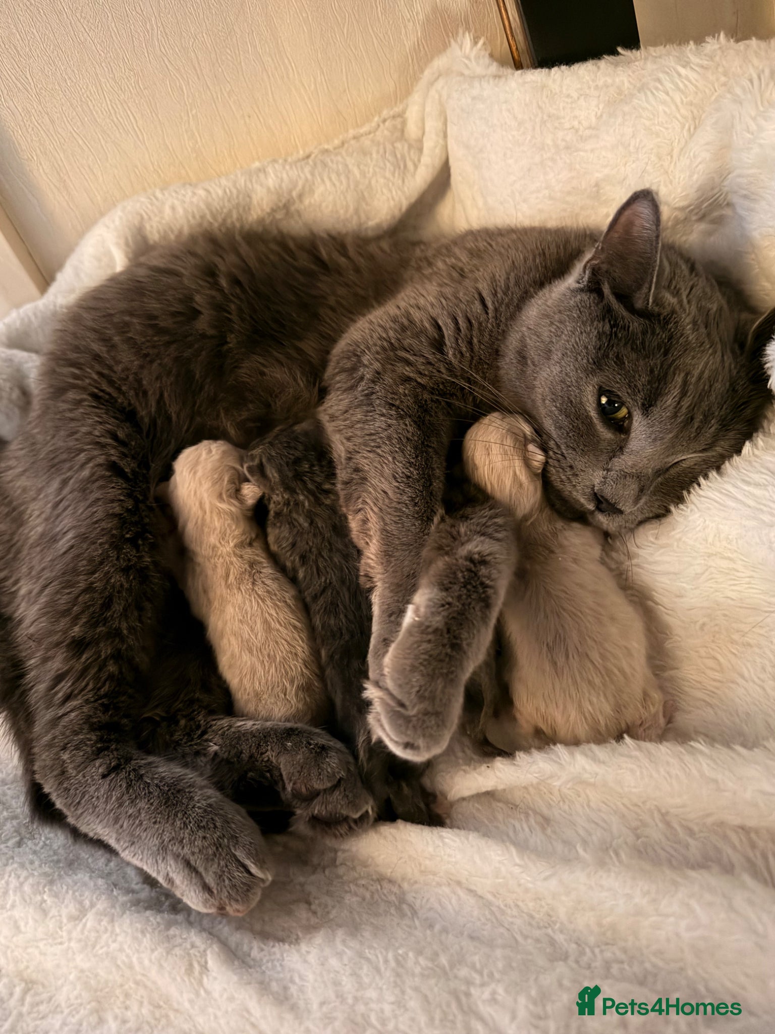 British Shorthair cats     Gorgeous Blue British Shorthair Kittens 💙💙🩷 - Advert 1