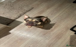 French Bulldog dogs for sale: French Bulldog Looking for a Loving Home – URGENT - Image 2